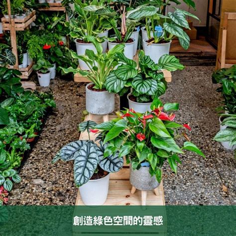 室內植物盆栽|2024年室內觀葉植物精選與專業養護指南 